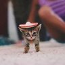 The 7th Emergency profil fotoğrafı