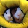 Team Snugs 的头像