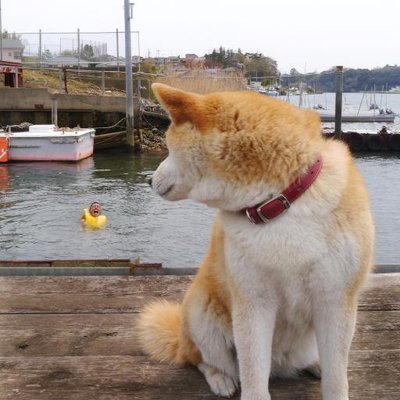 nurukakkei's profile picture