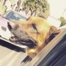 Alejandro Arias's profile picture