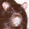 Rat, the Coolest, and Most Hip 🐀 profil fotoğrafı