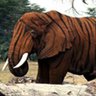 Tiger Elephant's profile picture