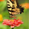 半城烟花 profil fotoğrafı