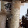 梟猫 profil fotoğrafı