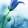 Фото профиля shahla Alhoussainy