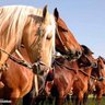 Caballo Dorado's profile picture