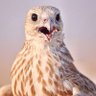 خوي's profile picture