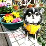 Profilbild von pompom