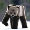 TheTweetingBear's profile picture