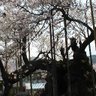 滝神淡 profil fotoğrafı
