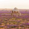 Фото профиля ناحي ال مسعود