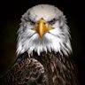 Фото профиля Black Eagle
