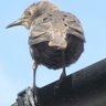 Profilbild von birdsighn