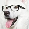 Dunzo profil fotoğrafı