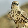 ايسر profil fotoğrafı