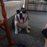 Dottie Minerva's profile picture