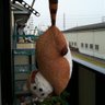 Фото профиля らすかる
