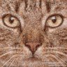 Profilbild von sushant singh