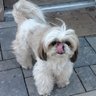 Profilbild von YuppyPuppys PetSalon 🇨🇦