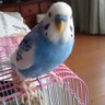 ナオ profil fotoğrafı