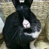 うさぎのアルフォンス 的头像