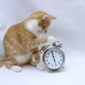 ねこぱんち's profile picture