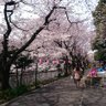 プランタン 的头像