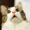なごやねこ's profile picture