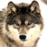 Gray Wolf's profile picture
