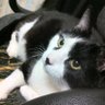 ぎんぱち profil fotoğrafı