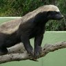 Фото профиля honey badger