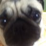 パグ蔵Z 的头像