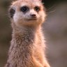 Profilbild von DomSu