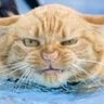 Igrekson's profile picture