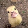 Plukka profil fotoğrafı