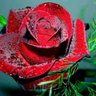Гоца63 profil fotoğrafı