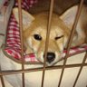 柴犬りん profil fotoğrafı