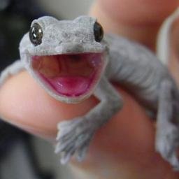 もやもや🦎ヤモリ's profile picture