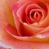 Peach Rose 的头像