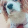 miho's profile picture