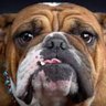 Mur Ges's profile picture