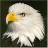 Aguila profil fotoğrafı