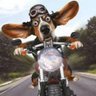 Dave Van Wyk's profile picture
