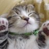 時折きおり profil fotoğrafı