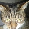 Profilbild von Henry Perkins
