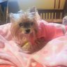 YMo7💕🐕🪷 profil fotoğrafı