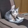 トヤマヤマト profil fotoğrafı