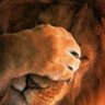 وبكى ملك الغابة's profile picture