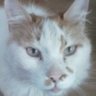 Kat profil fotoğrafı