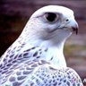 The falcon profil fotoğrafı